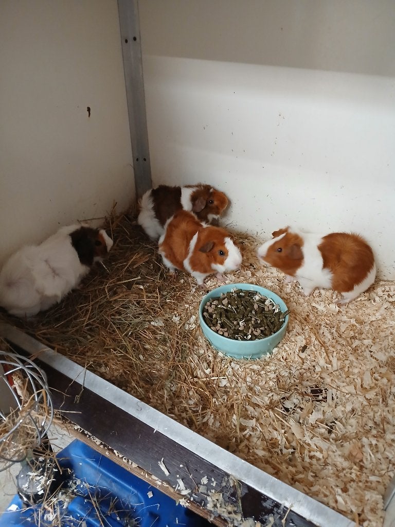 cavia, Dieren en Toebehoren, Knaagdieren, Juni, Mannelijk, Cavia