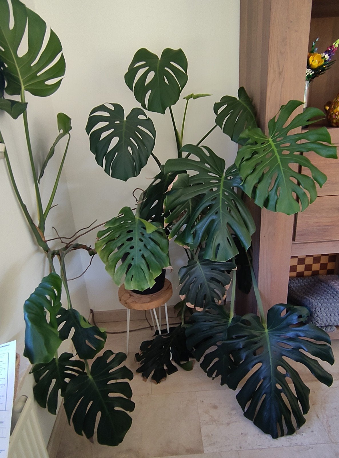 Flinke Monstera, Ophalen, Halfschaduw