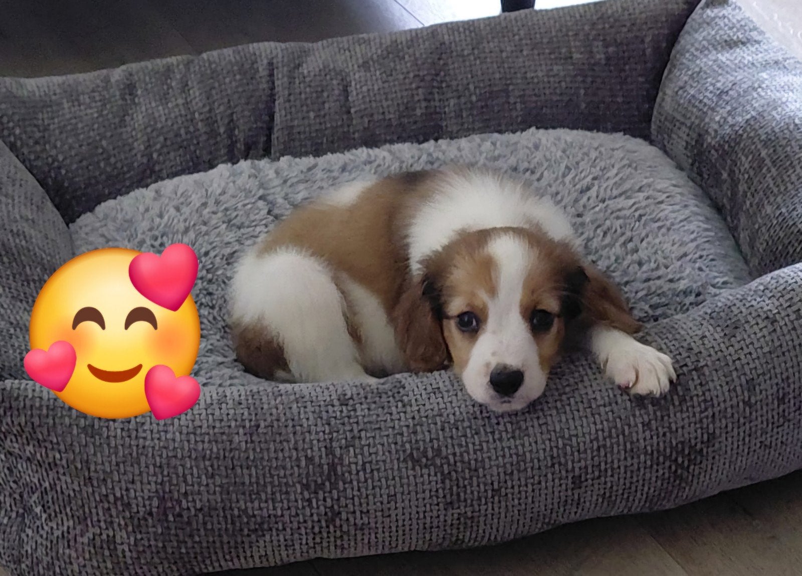 Schitterende kooikerhondje pups kooiker  nog 1 teefje beschi, Nederland, Overige rassen, 8 tot 15 weken, Parvo