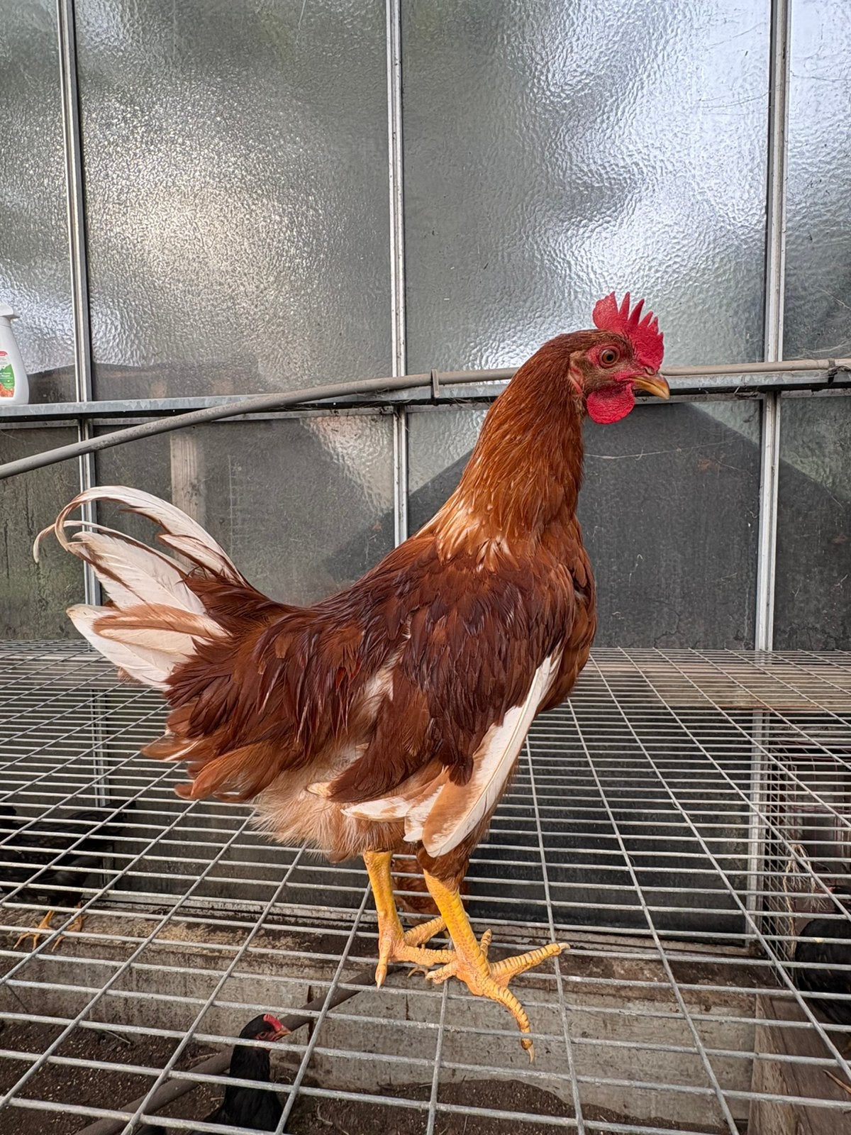 Isa brown haan te koop, Mannelijk, Kip