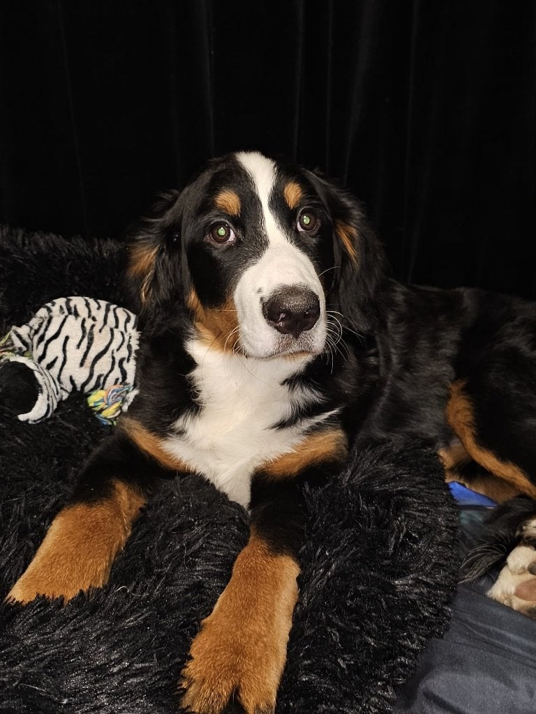 Berner Sennen, Overige rassen, 1 tot 2 jaar, Parvo, Meerdere dieren