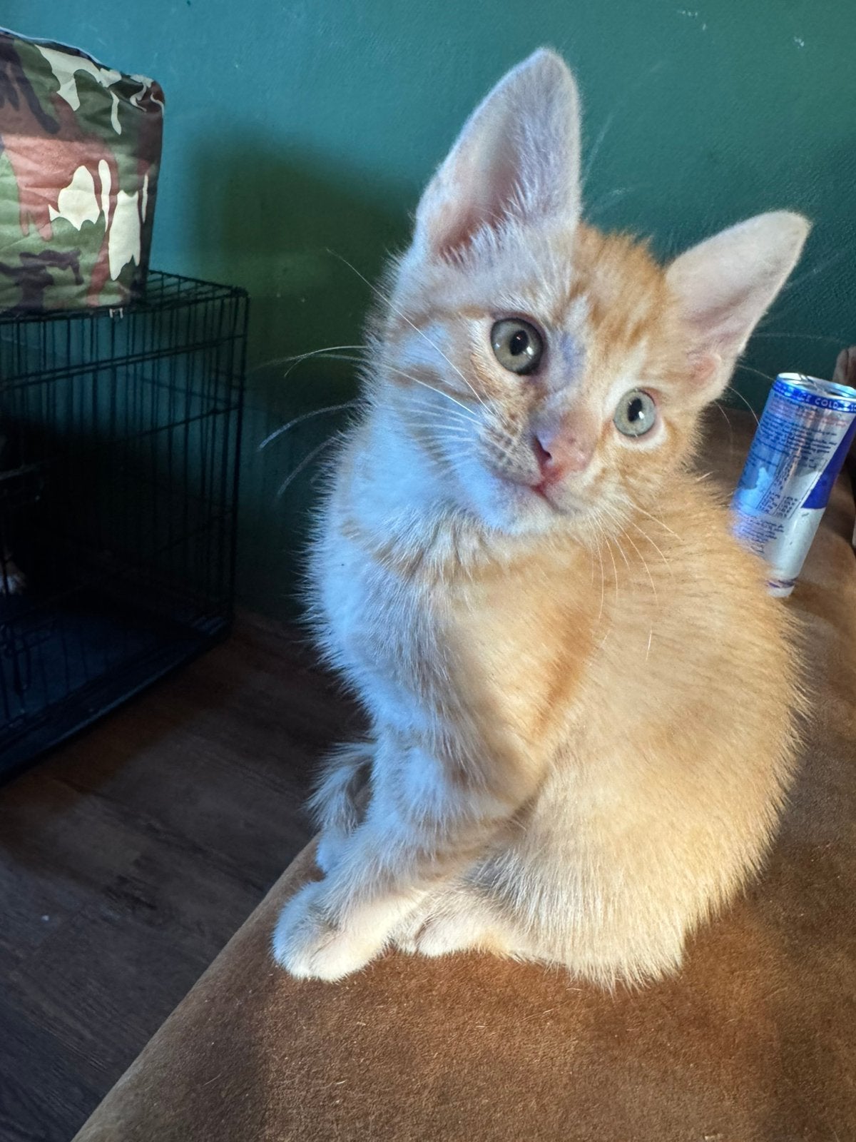 Kittens, Poes