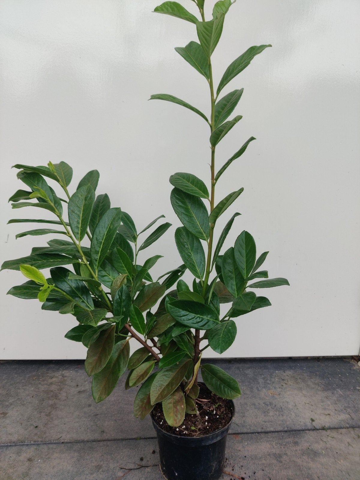 Laurier Prunus Novita in pot 40-60cm, Tuin en Terras, Planten | Struiken en Hagen, Ophalen of Verzenden, Laurier, 100 tot 250 cm