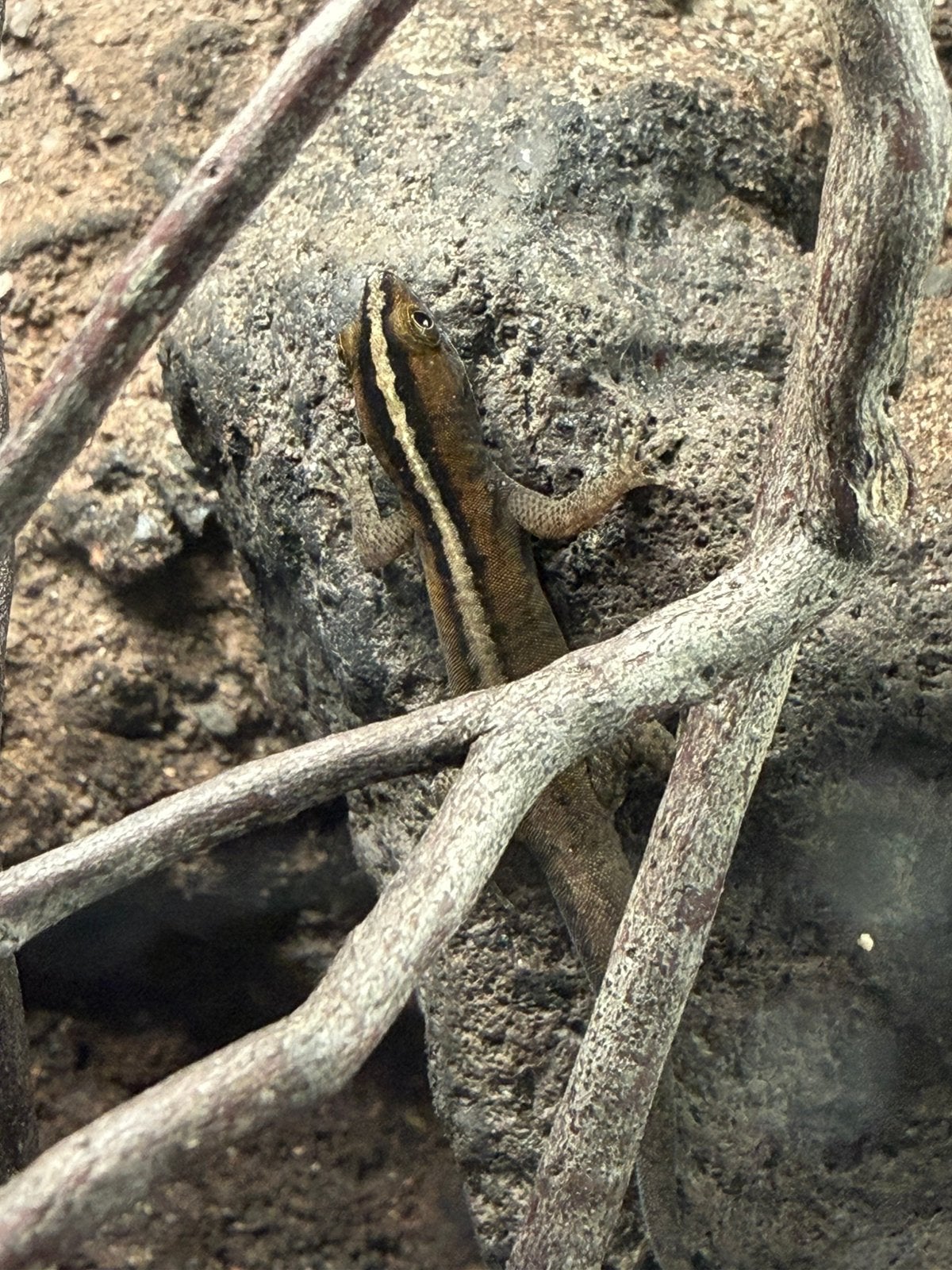 Gonatodes vittatus 1.0.0, Hagedis, 0 tot 2 jaar