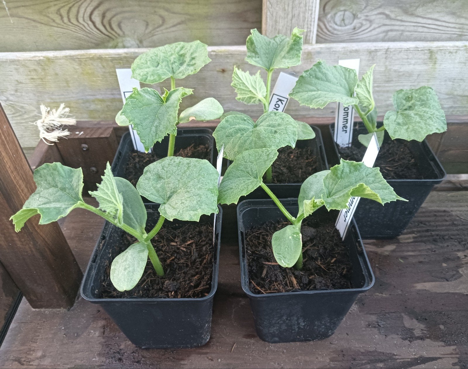 Komkommer planten ( nog 15 stuks ), Ophalen, Eenjarig, Groenteplanten, Volle zon