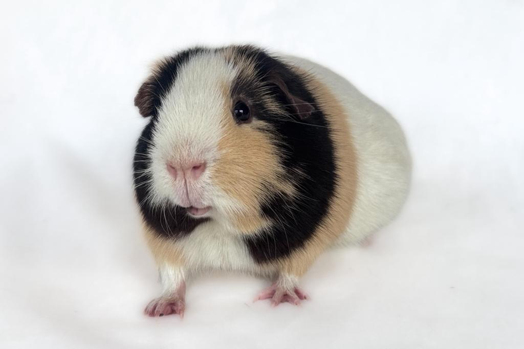 Schitterende Fokbeer Choco Creme Wit Gladhaar, Dieren en Toebehoren, Knaagdieren, Cavia, Mannelijk, Tam, September