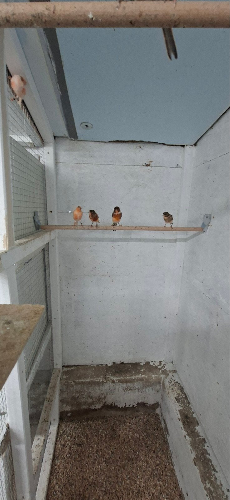 Kanarie s, Meerdere dieren