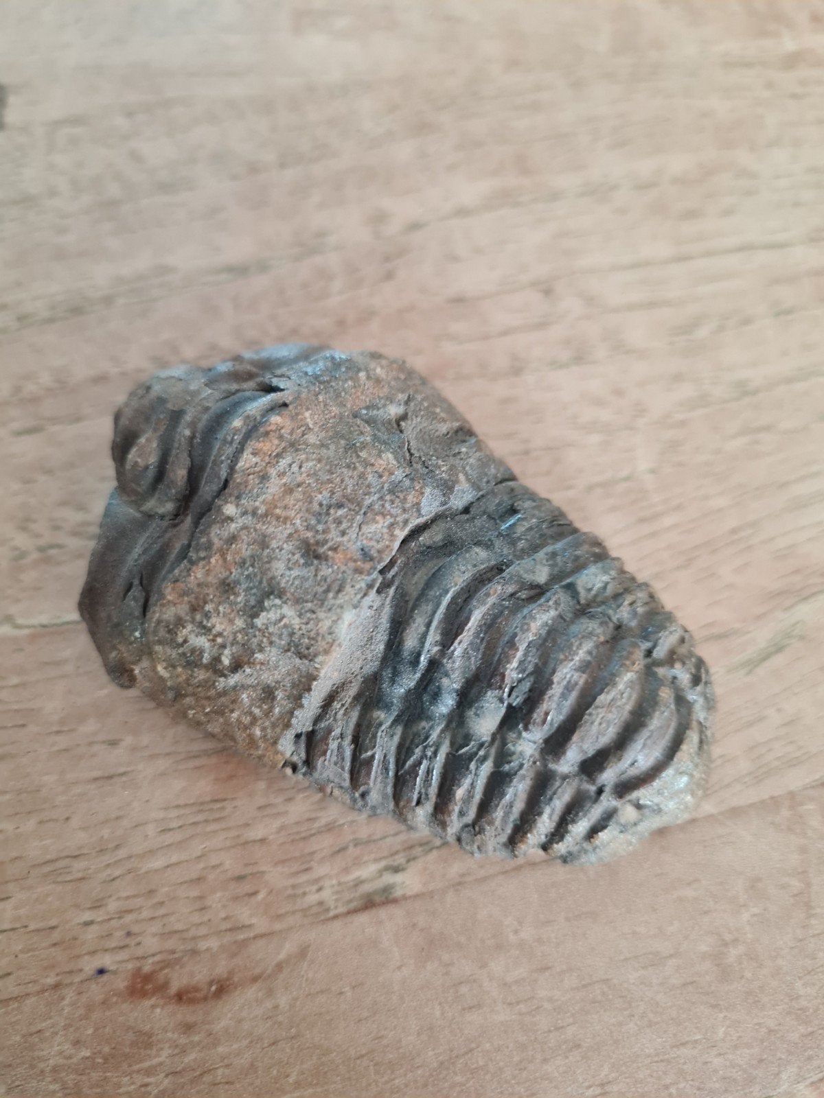 Prachtige gefossiliseerde trilobiet, Verzamelen, Mineralen en Fossielen, Verzenden