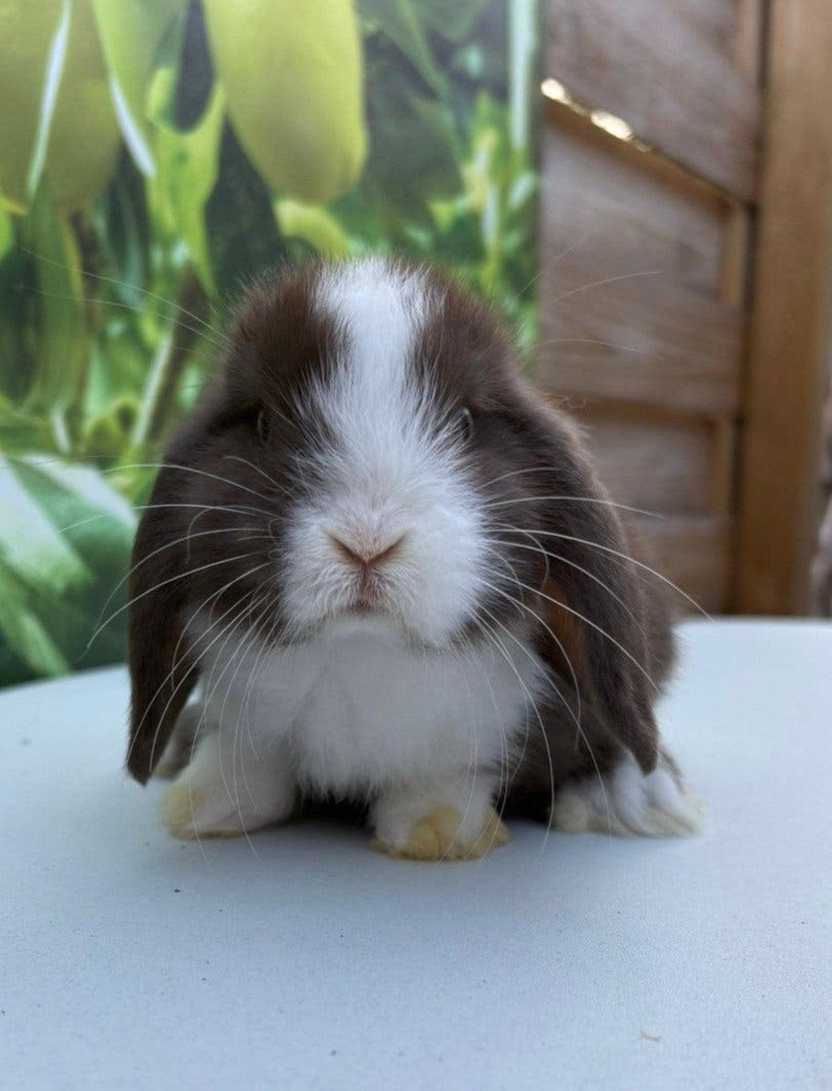 Enorm knap choco split Minilop rammetje🩵, Dieren en Toebehoren, Konijnen, Mannelijk, Dwerg