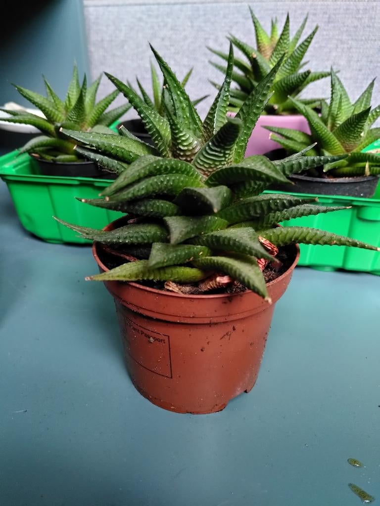 Vetplant Haworthia Limifolia, Huis en Inrichting, Kamerplanten, Minder dan 100 cm, Halfschaduw, Ophalen