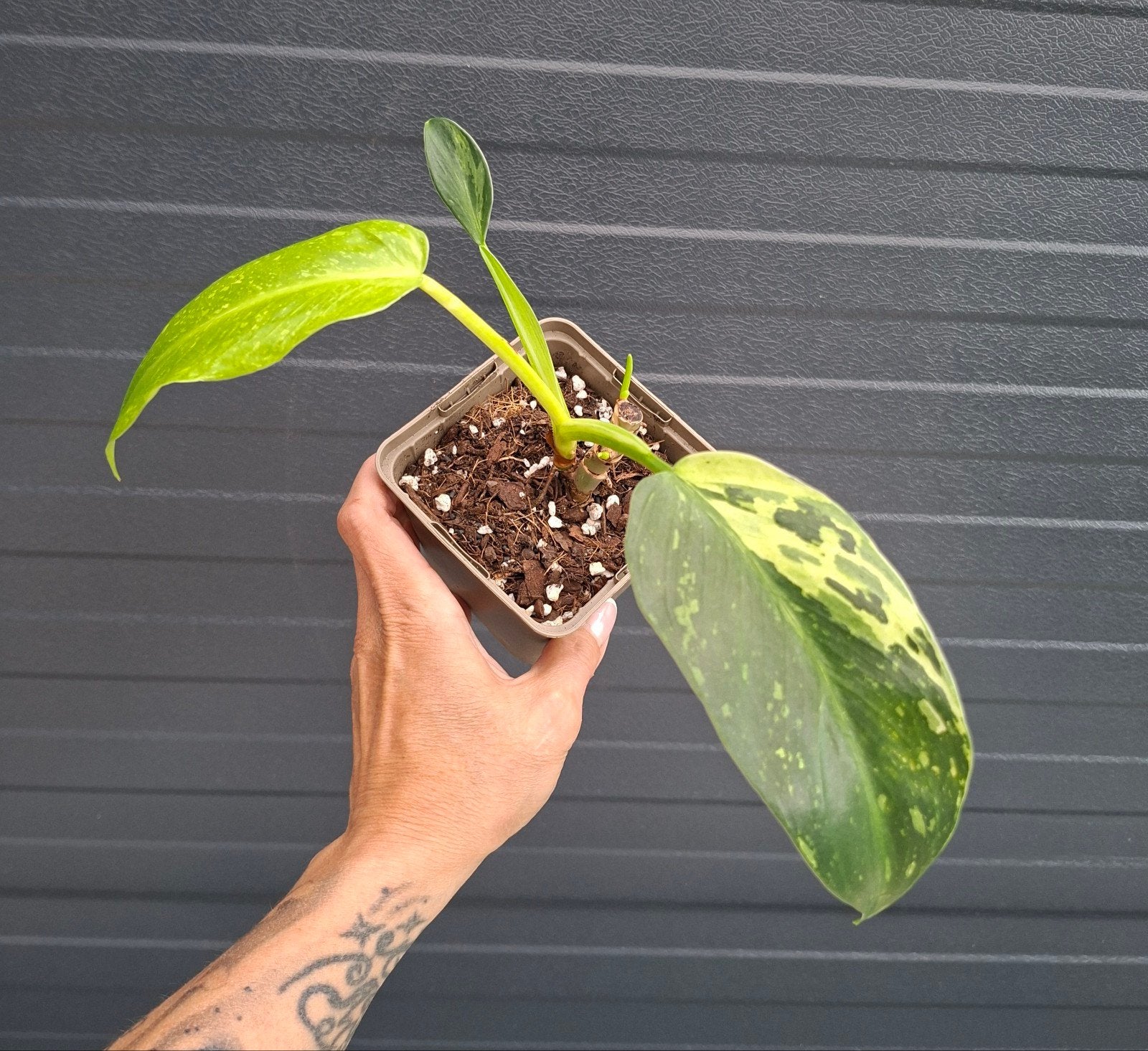 Philodendron Jose buono, Huis en Inrichting, Kamerplanten, Ophalen, Halfschaduw, Minder dan 100 cm