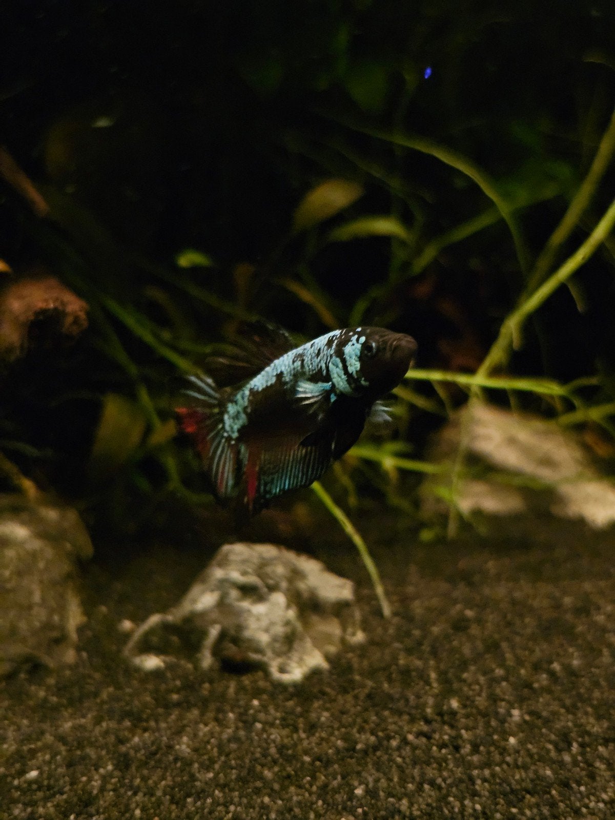 Jonge betta man blue samurai, Vis