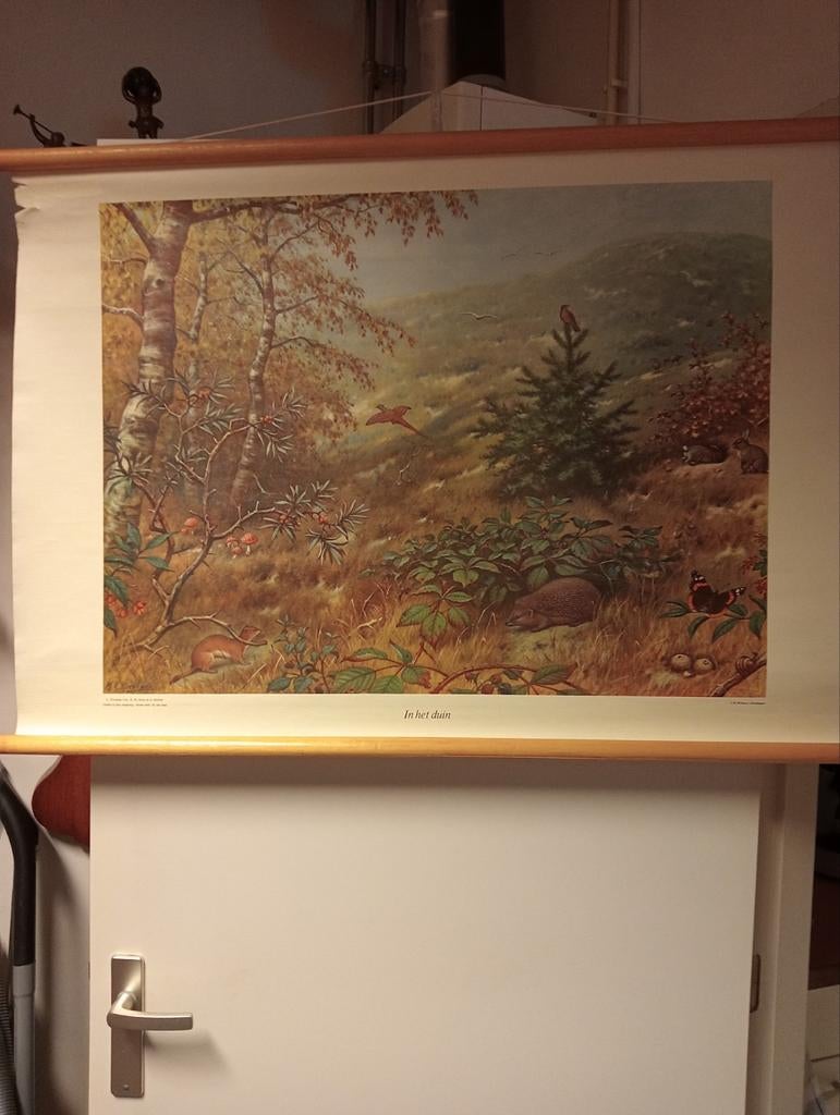 Vintage Schoolplaat 'In het duin' M.A. Koekkoek, Antiek en Kunst, Ophalen of Verzenden, Natuur en Biologie