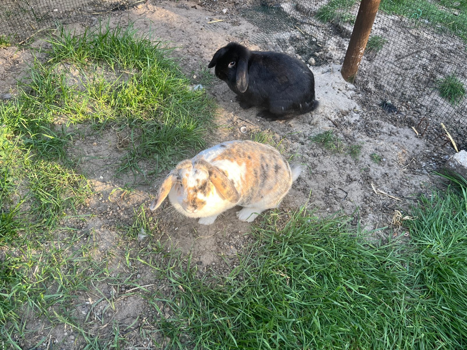Konijnen, Dieren en Toebehoren, Konijnen, Meerdere dieren, Middelgroot, Hangoor, 0 tot 2 jaar