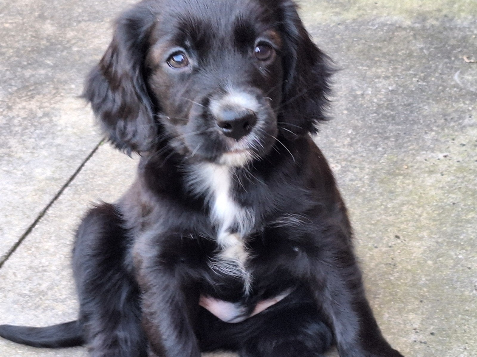 Schitterende engelse cockerspaniel kruising pups., Parvo, 8 tot 15 weken, Eén hond, Nederland
