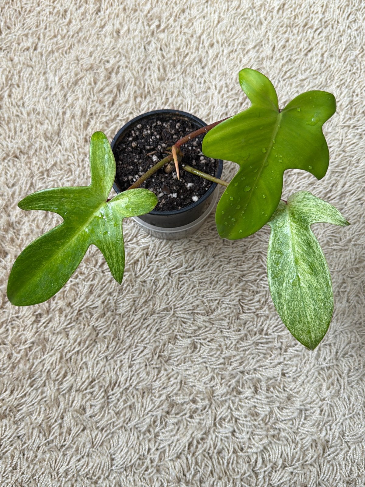 Philodendron Florida Ghost, Huis en Inrichting, Ophalen of Verzenden