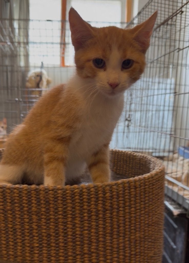 Lieve boerderij kittens, Dieren en Toebehoren, Meerdere dieren, Kortharig, 0 tot 2 jaar