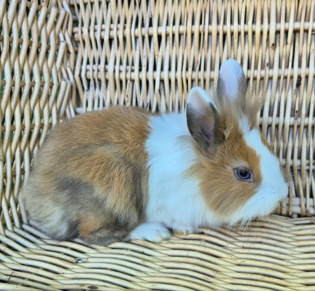 Jonge dwergkonijnen, Dieren en Toebehoren, Konijnen, Meerdere dieren, Dwerg