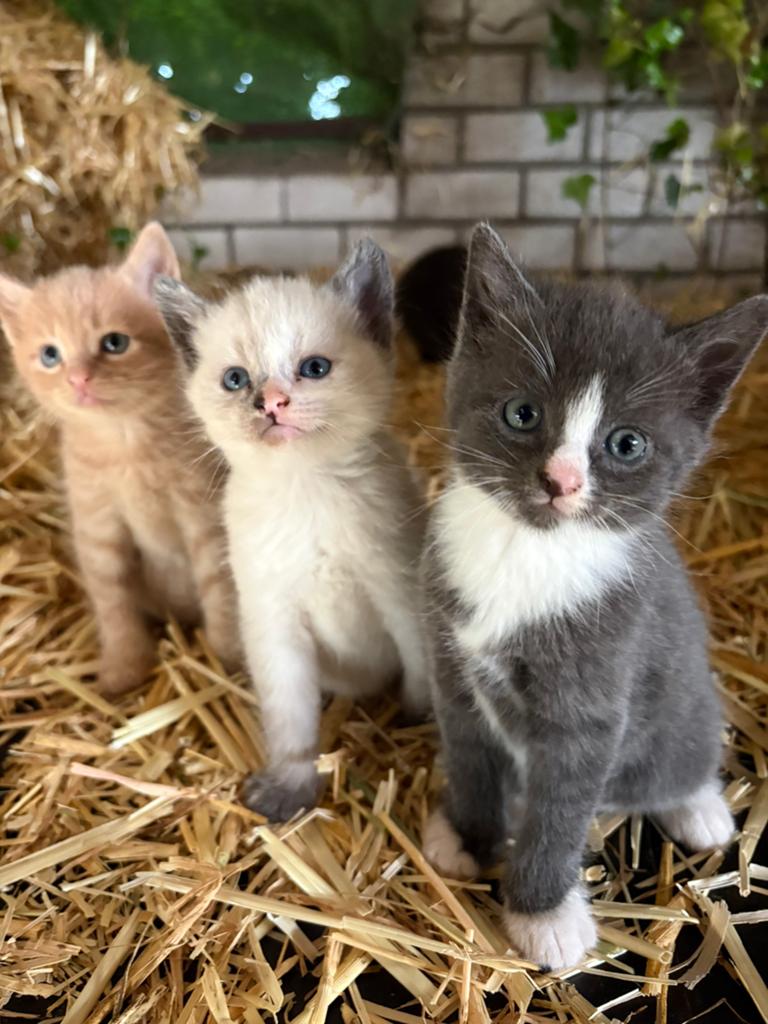 Boerderij kittens, Dieren en Toebehoren, Meerdere dieren, 0 tot 2 jaar
