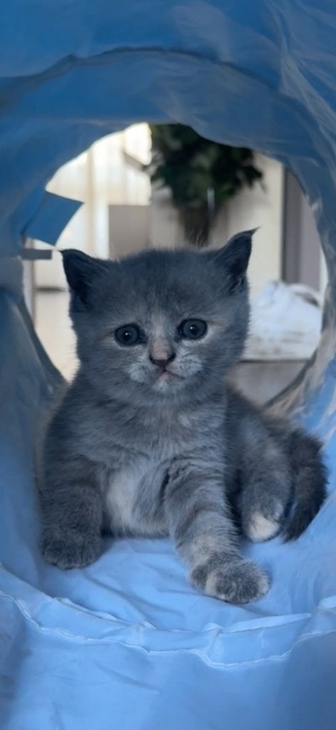 Britse Korthaar kittens- ingeënt en beide ouders aanwezig!, Dieren en Toebehoren, Meerdere dieren, Ontwormd, 0 tot 2 jaar