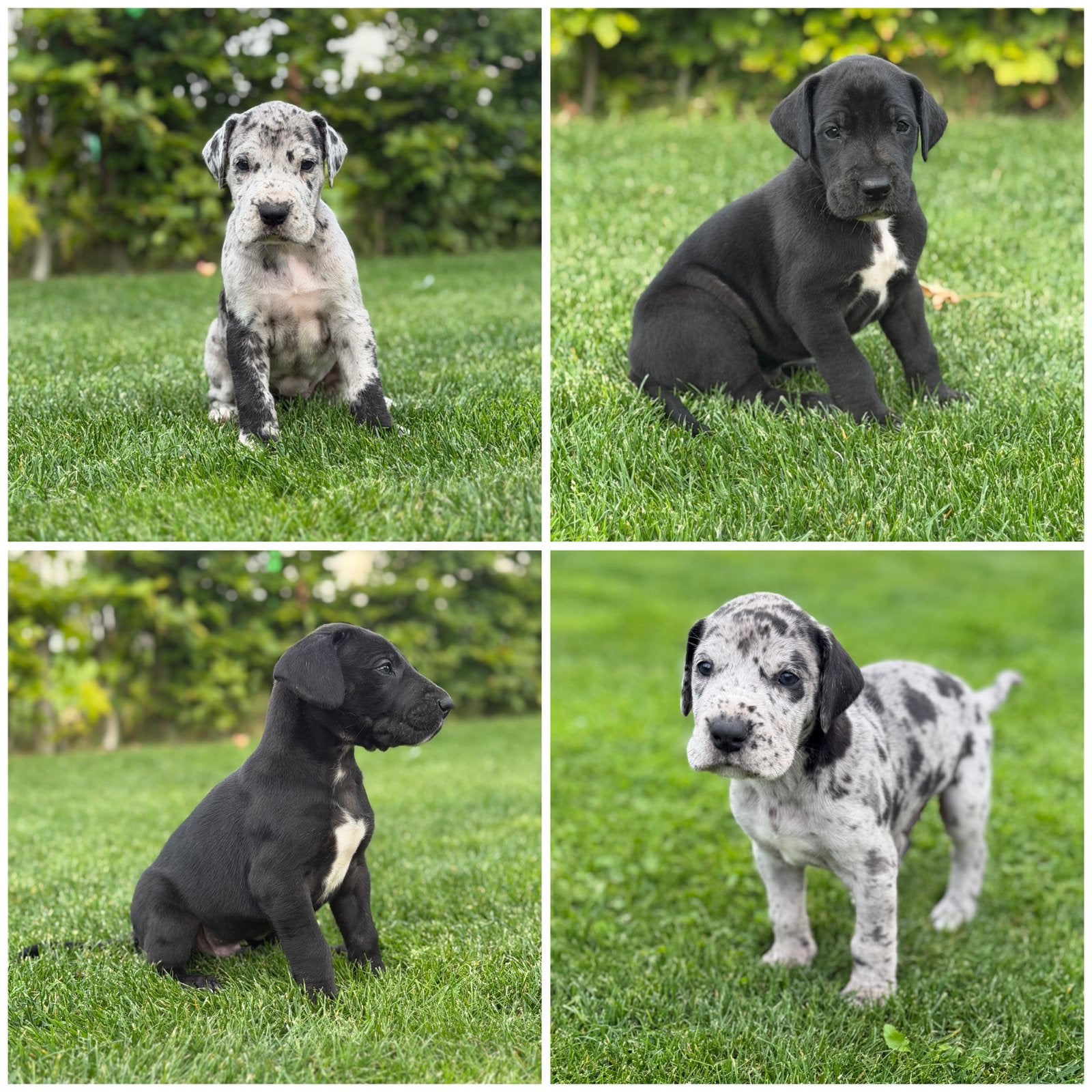 Prachtige Duitse Dog pups, 8 tot 15 weken, Meerdere, Nederland, Particulier