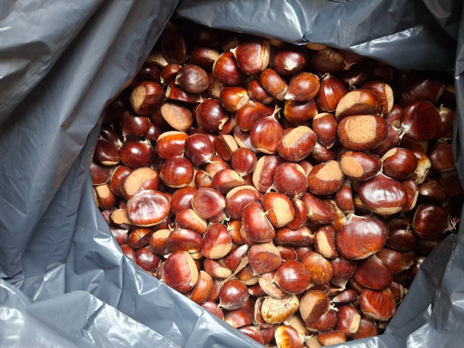 Tamme kastanjes te koop!, Diversen, Ophalen