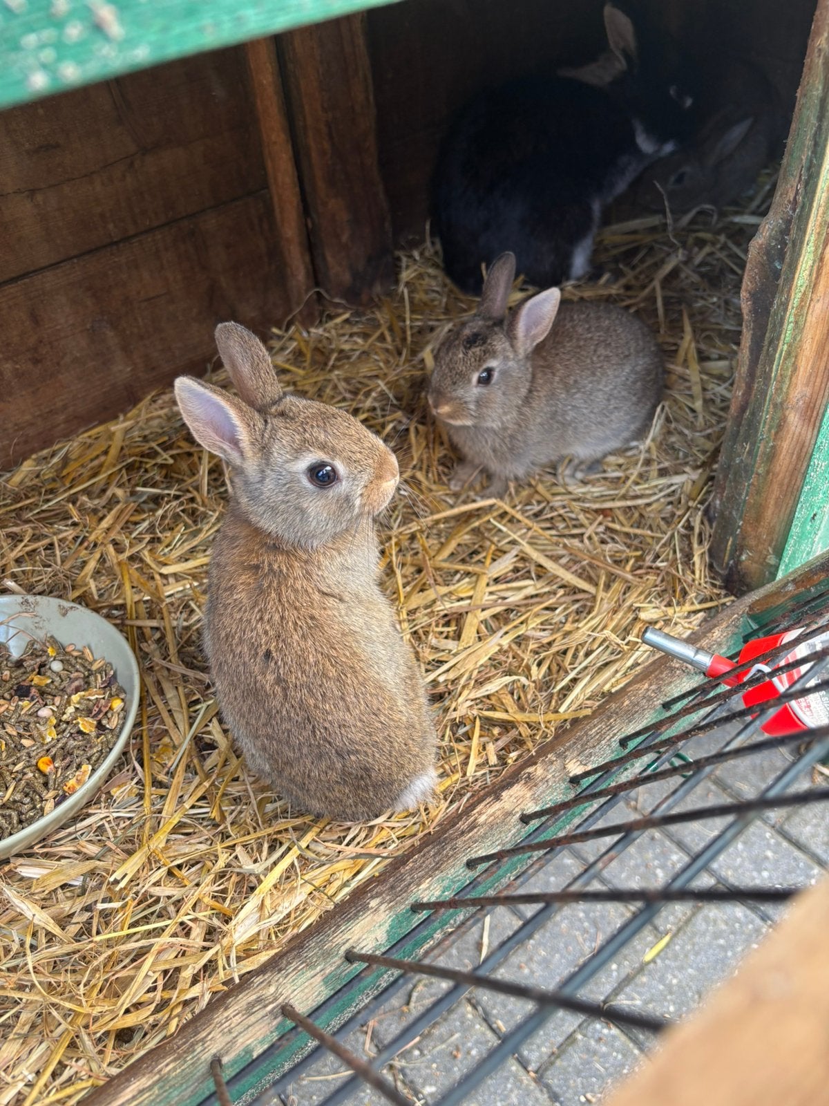 Jonge konijntjes, nu 8 weekjes jong., Dieren en Toebehoren, Konijnen, Meerdere dieren