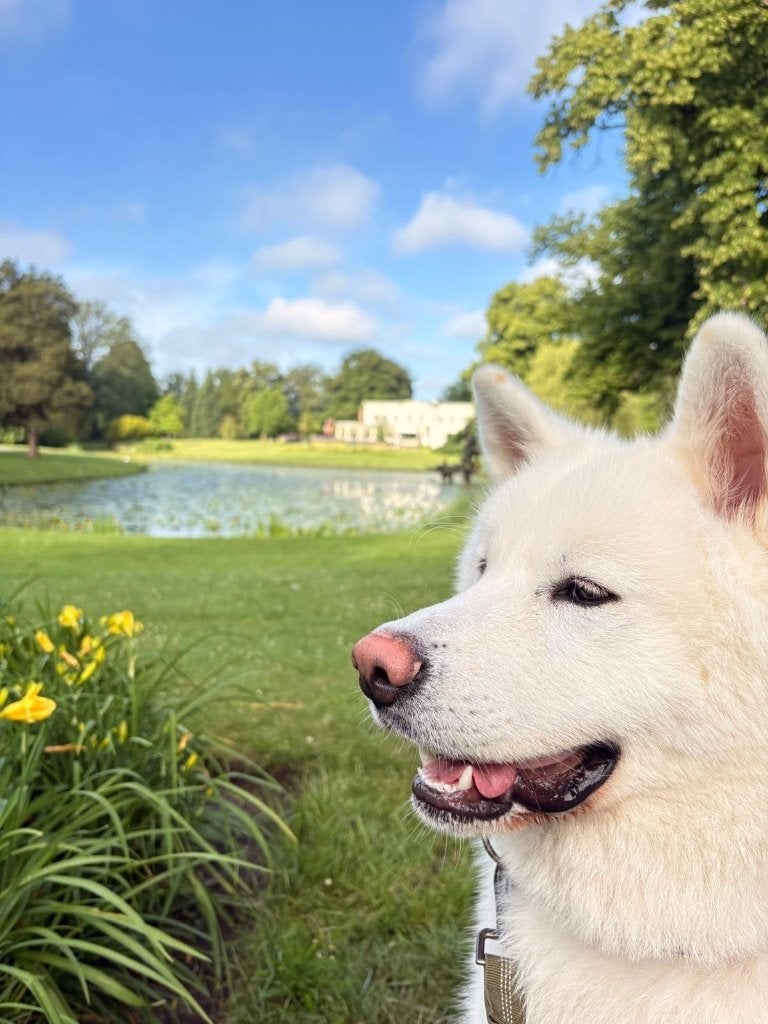 GRATIS witte Akita, 15 weken tot 1 jaar, Parvo, Eén hond, Nederland
