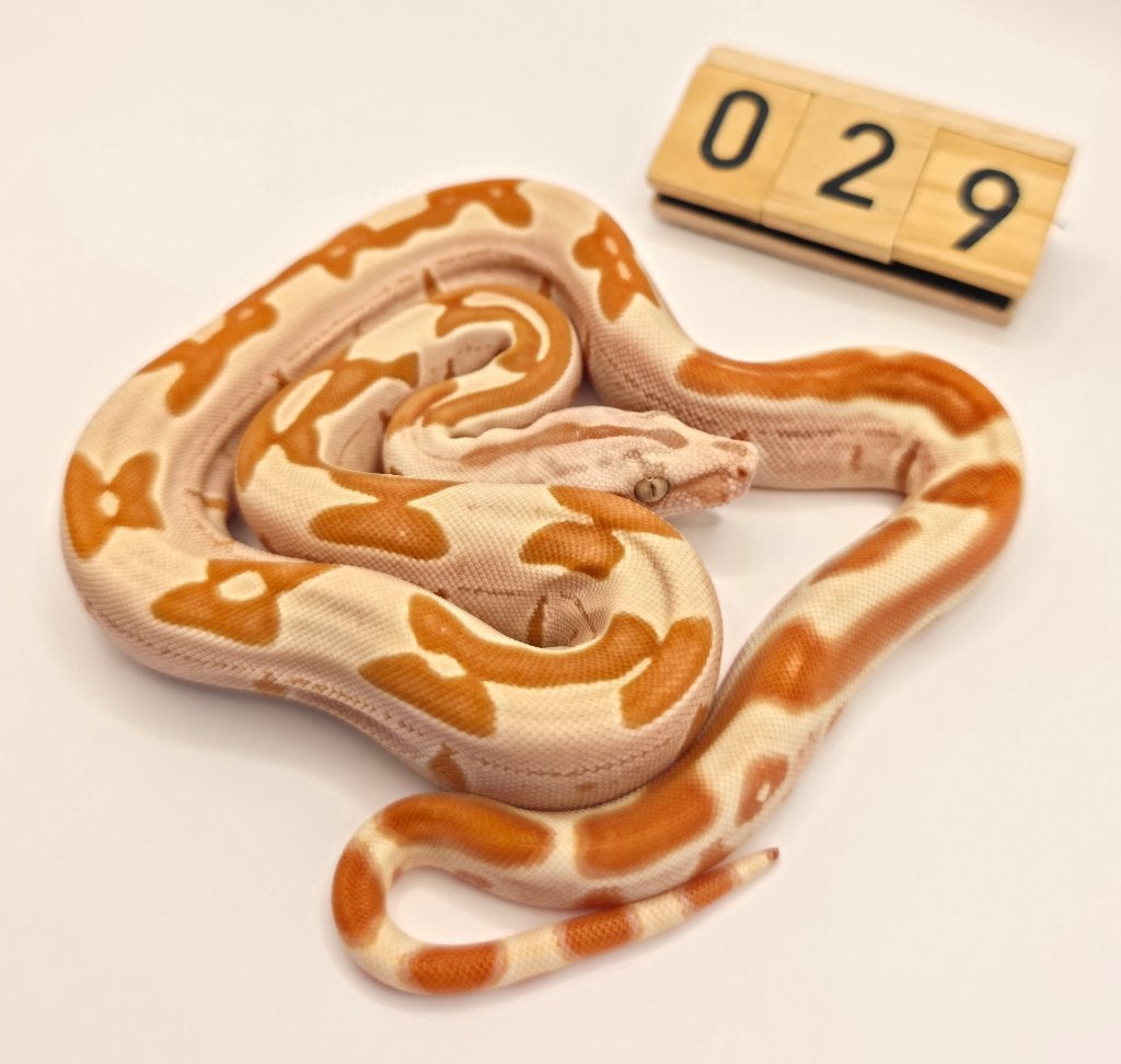 Boa imperator IMG VPI Sunglow Labyrinth, Slang, 0 tot 2 jaar