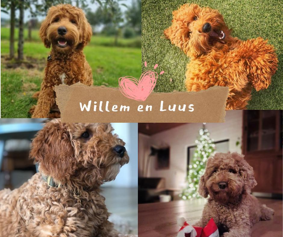 Labradoodle puppy’s, nestje van 7, Dieren en Toebehoren, Overige rassen, 8 tot 15 weken, Parvo, Meerdere