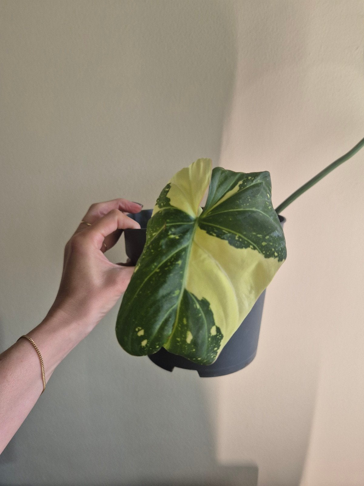Philodendron Gloriosum Tricolor Variegata, Overige soorten, In pot, Minder dan 100 cm, Groene kamerplant
