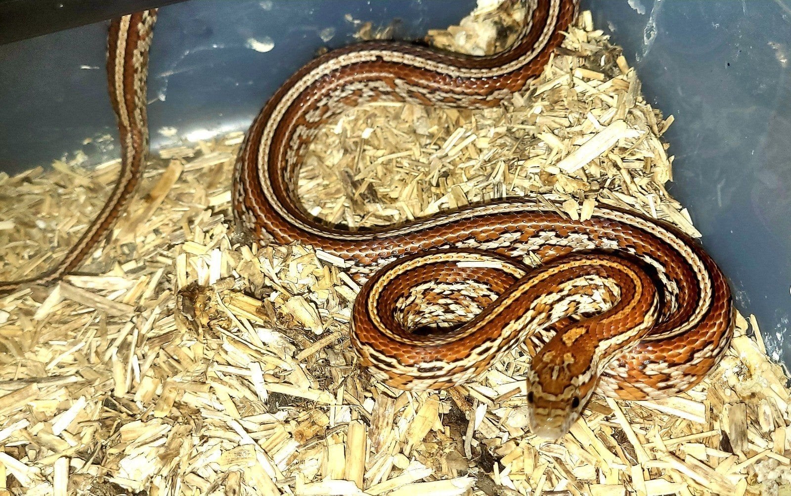 Pantherophis guttatus scaleless Corn Snake photo 2