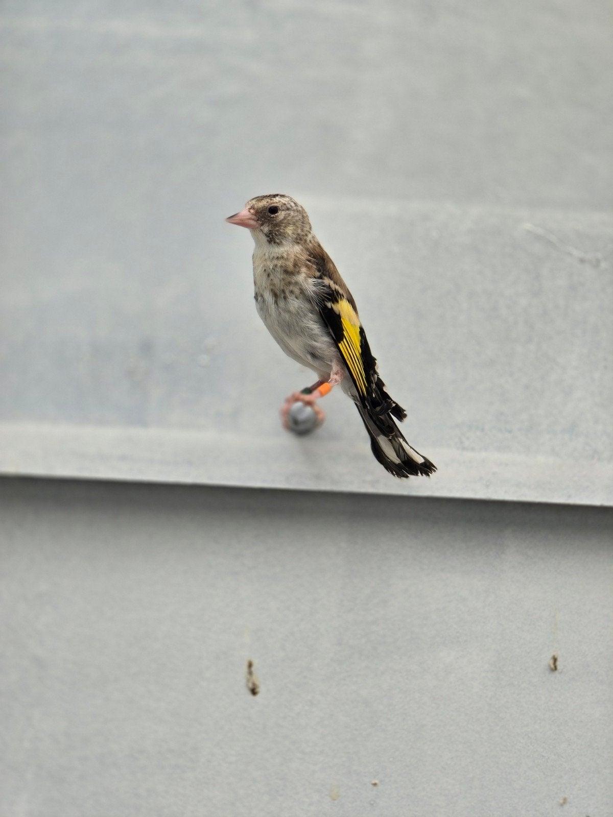 Mooi putter witkeel 2026, Dieren en Toebehoren, Vogels | Overige Vogels, Mannelijk, Wildzangvogel