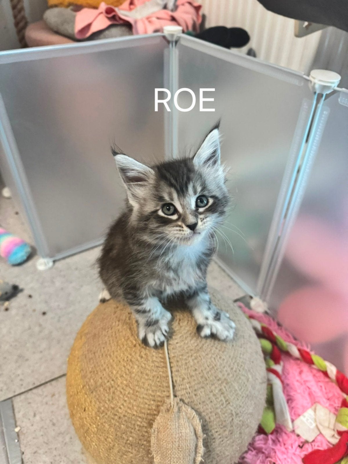maine coon kittens, Dieren en Toebehoren, Katten en Kittens | Overige Katten, Meerdere dieren, Langharig, 0 tot 2 jaar