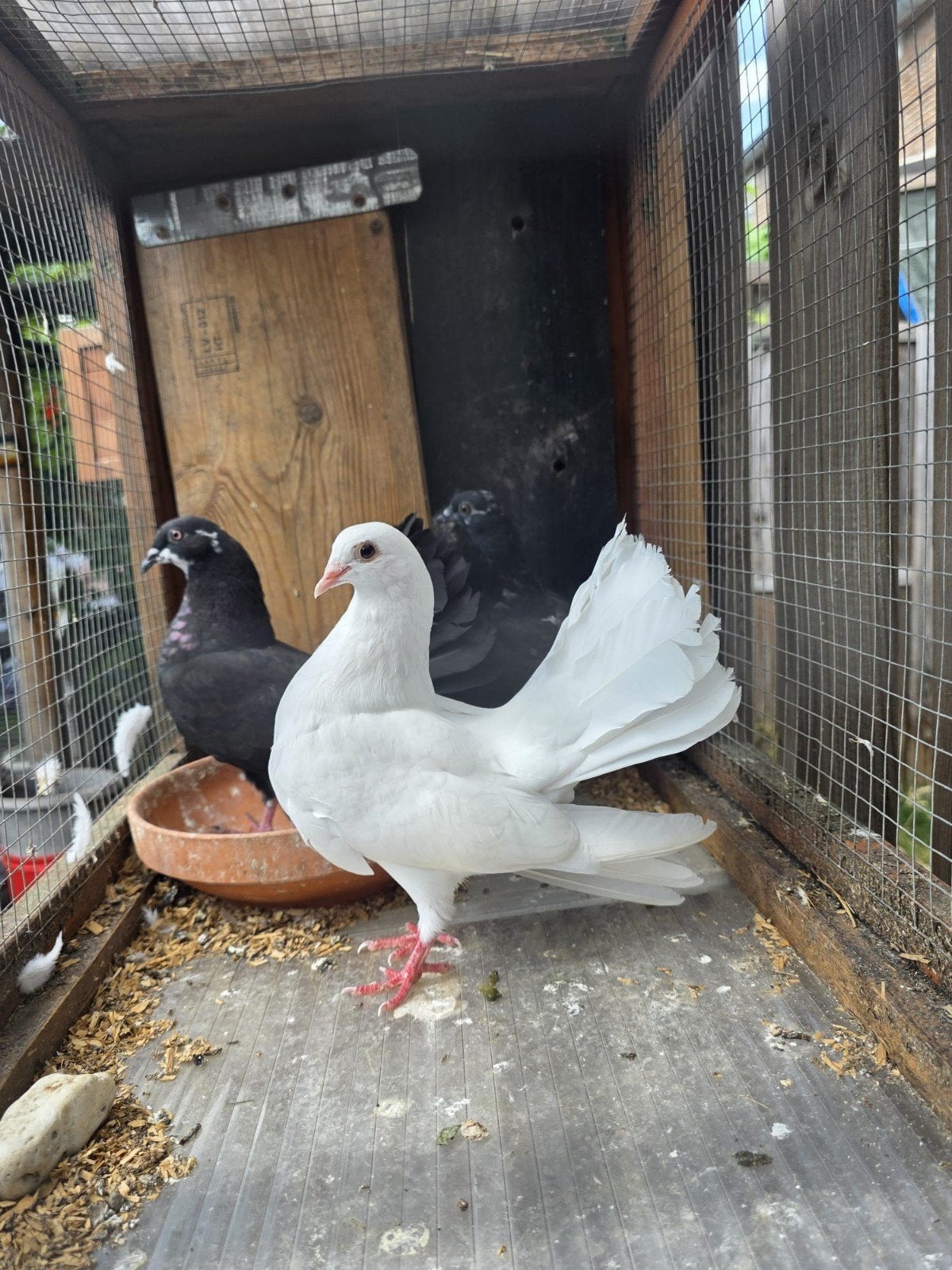 sierduiven, Dieren en Toebehoren, Vogels | Duiven
