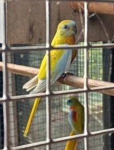 roodbuik turquosine span, Dieren en Toebehoren, Meerdere dieren