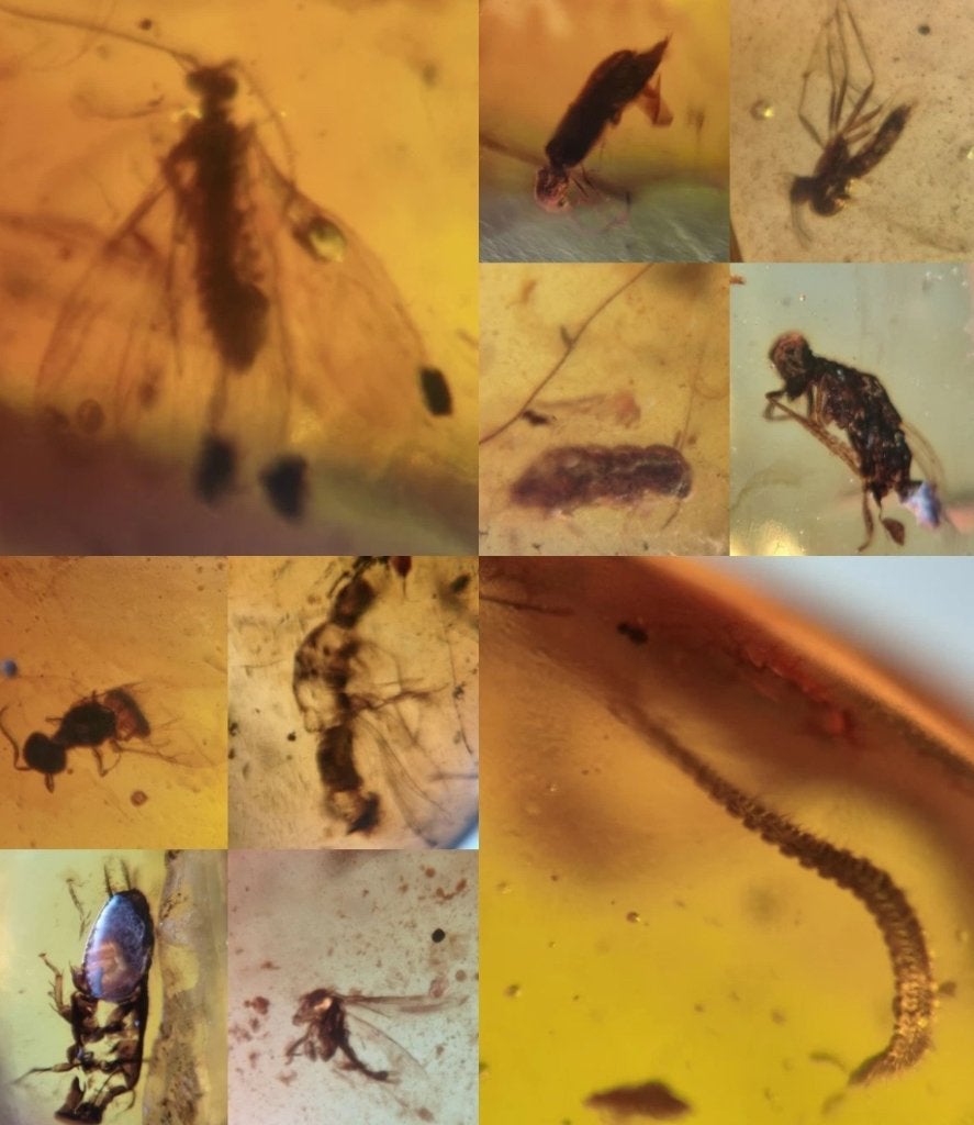 Barnsteen met insectjes 10 stuks, Ophalen of Verzenden, Fossiel