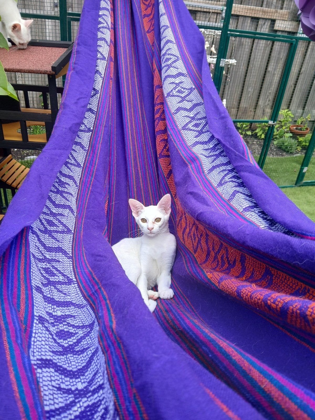 Sneeuwwit pareltje Oosterse korthaar kruising kitten, Dieren en Toebehoren, Katten en Kittens | Raskatten | Korthaar, Poes, 0 tot 2 jaar