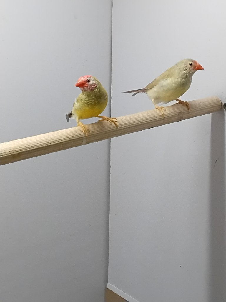 2 jonge binsen astrildes, Meerdere dieren, Tropenvogel, Geringd