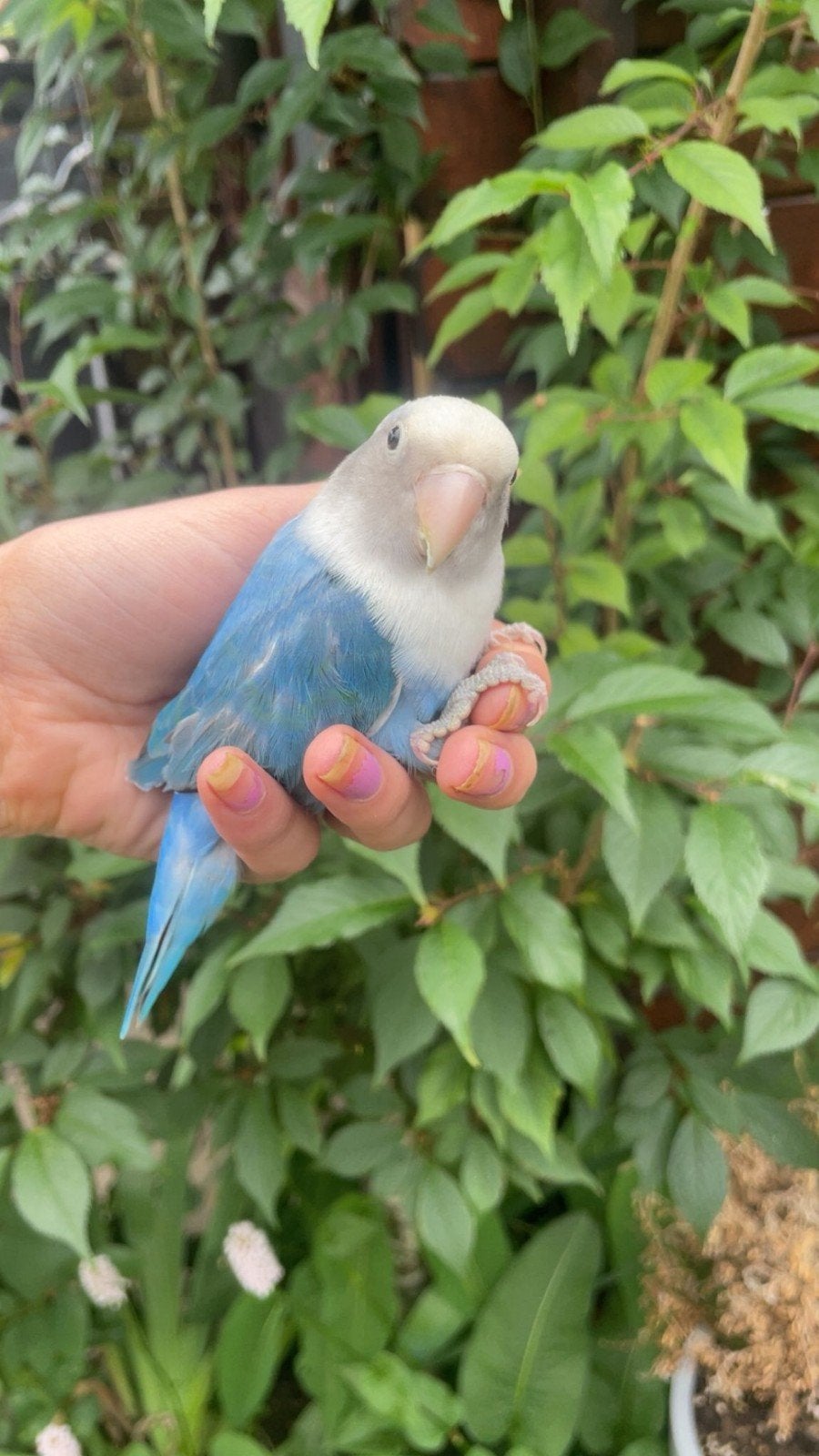 Tamme agapornis scar, Dieren en Toebehoren, Geslacht onbekend, Dwergpapegaai of Agapornis, Pratend
