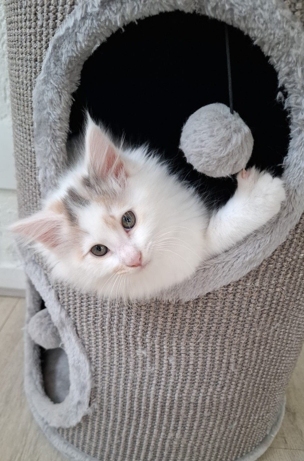 Maine coon poesje blue tortie met wit mag verhuizen, Meerdere dieren, Ontwormd, 0 tot 2 jaar
