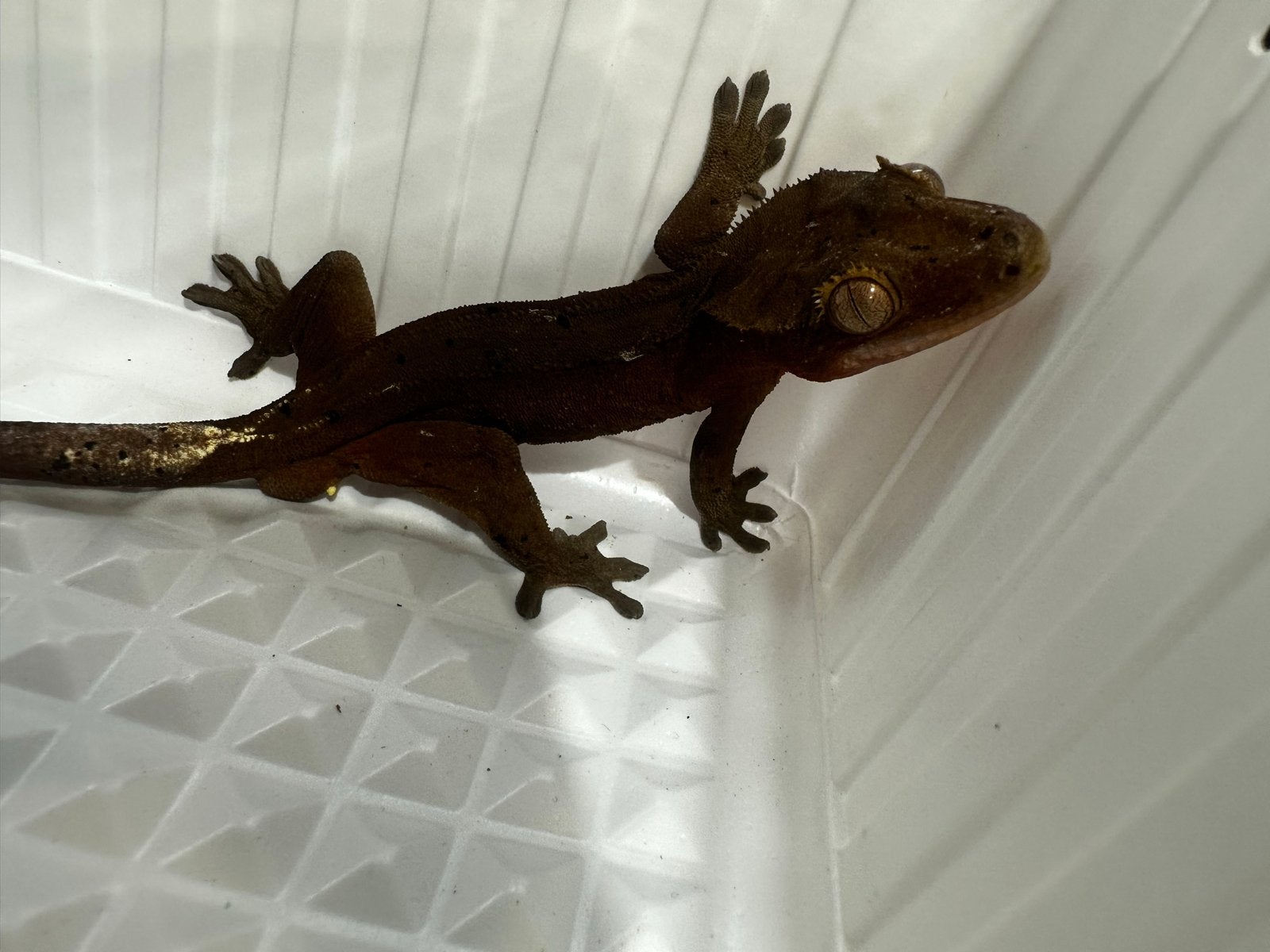 Wimpergekko's Crested Gecko photo 5