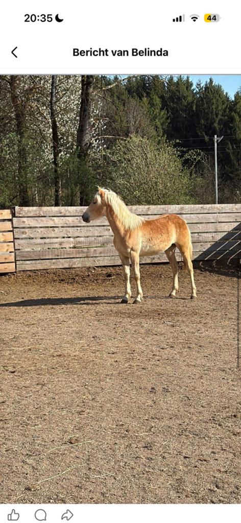 MET SPOED GEZOCHT NAAR EEN STALLING, Stalling