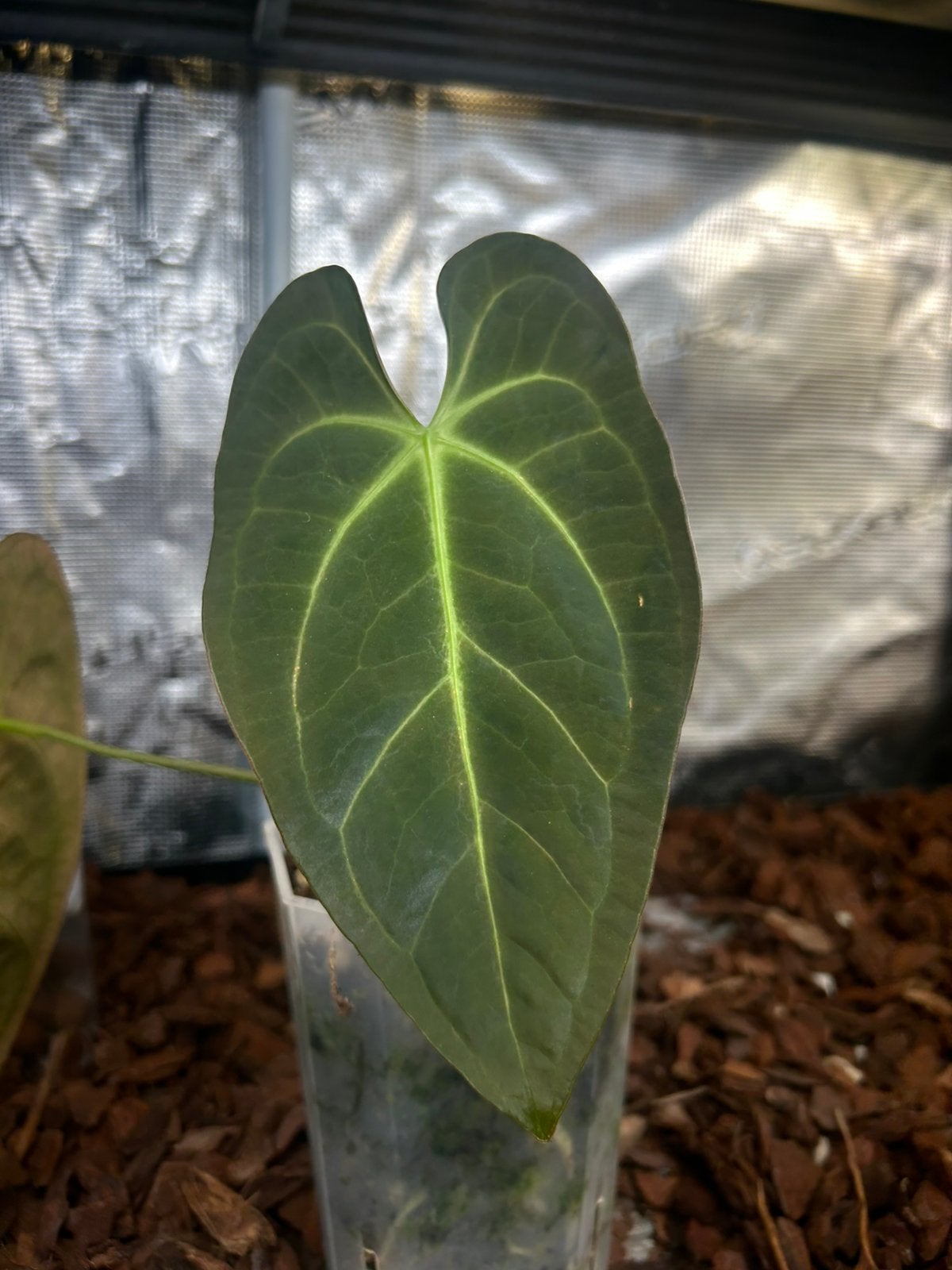 Anthurium “Indo Dressleri x Papililaminum A”, Ophalen, Halfschaduw, Minder dan 100 cm