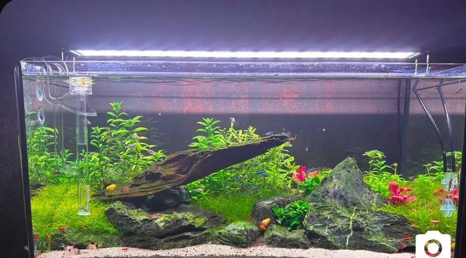 Aquarium te koop, Ophalen, Gevuld zoetwateraquarium