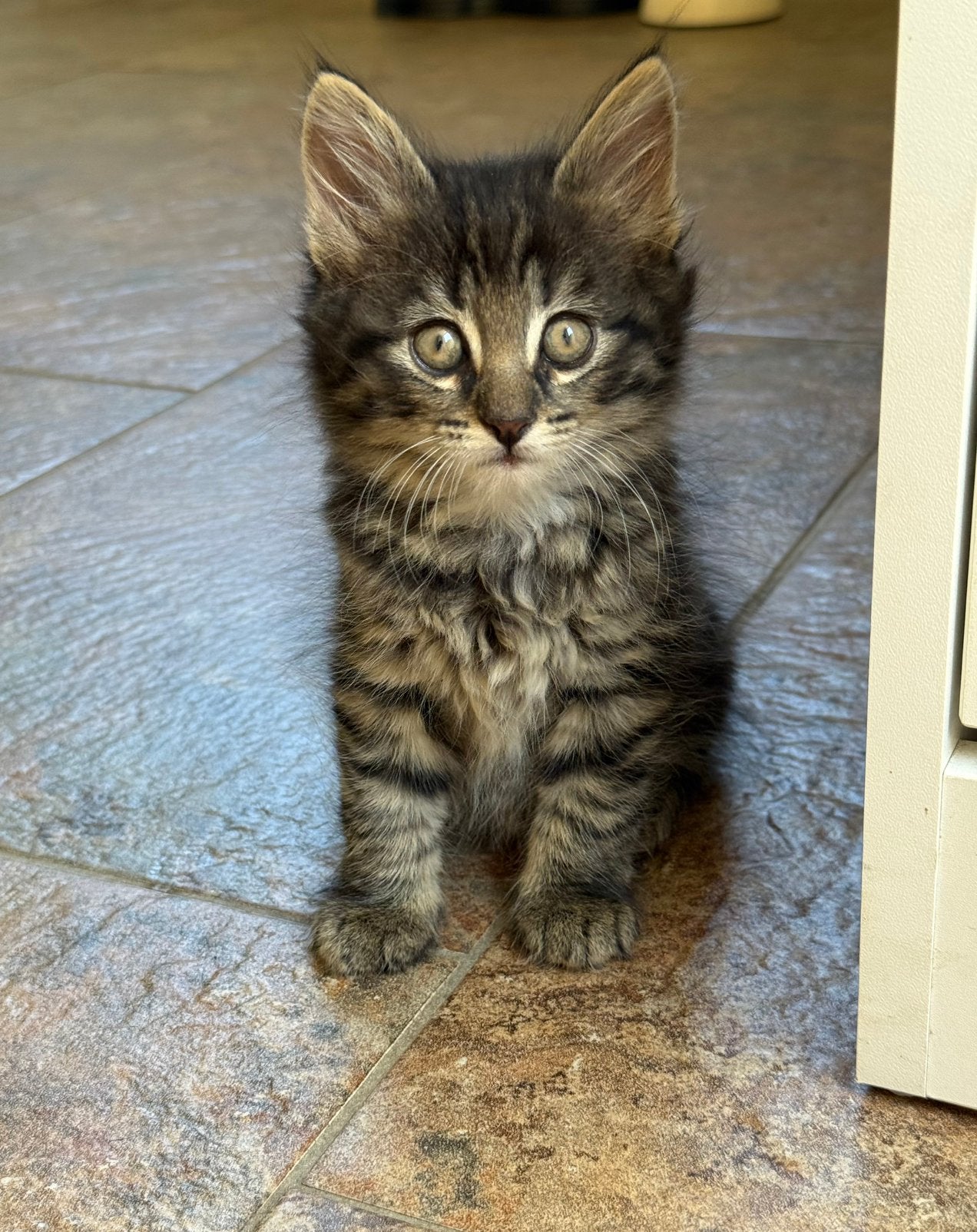Super lieve kittens langhaar en korthaar, Meerdere dieren