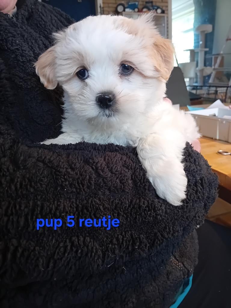 Boomer pups, Parvo, 8 tot 15 weken, Meerdere, Meerdere dieren