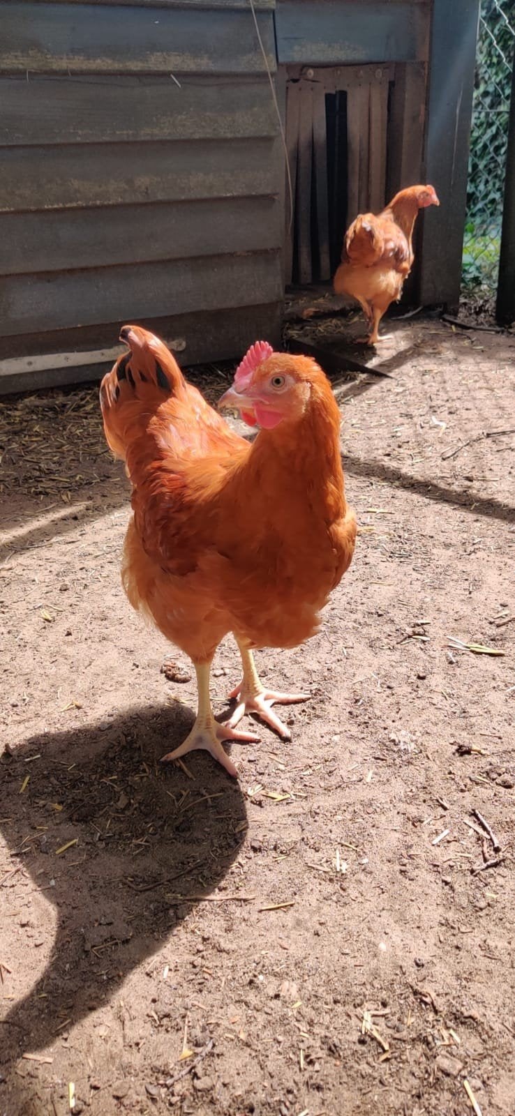 Jonge legkippen, Dieren en Toebehoren, Pluimvee, Vrouwelijk, Kip