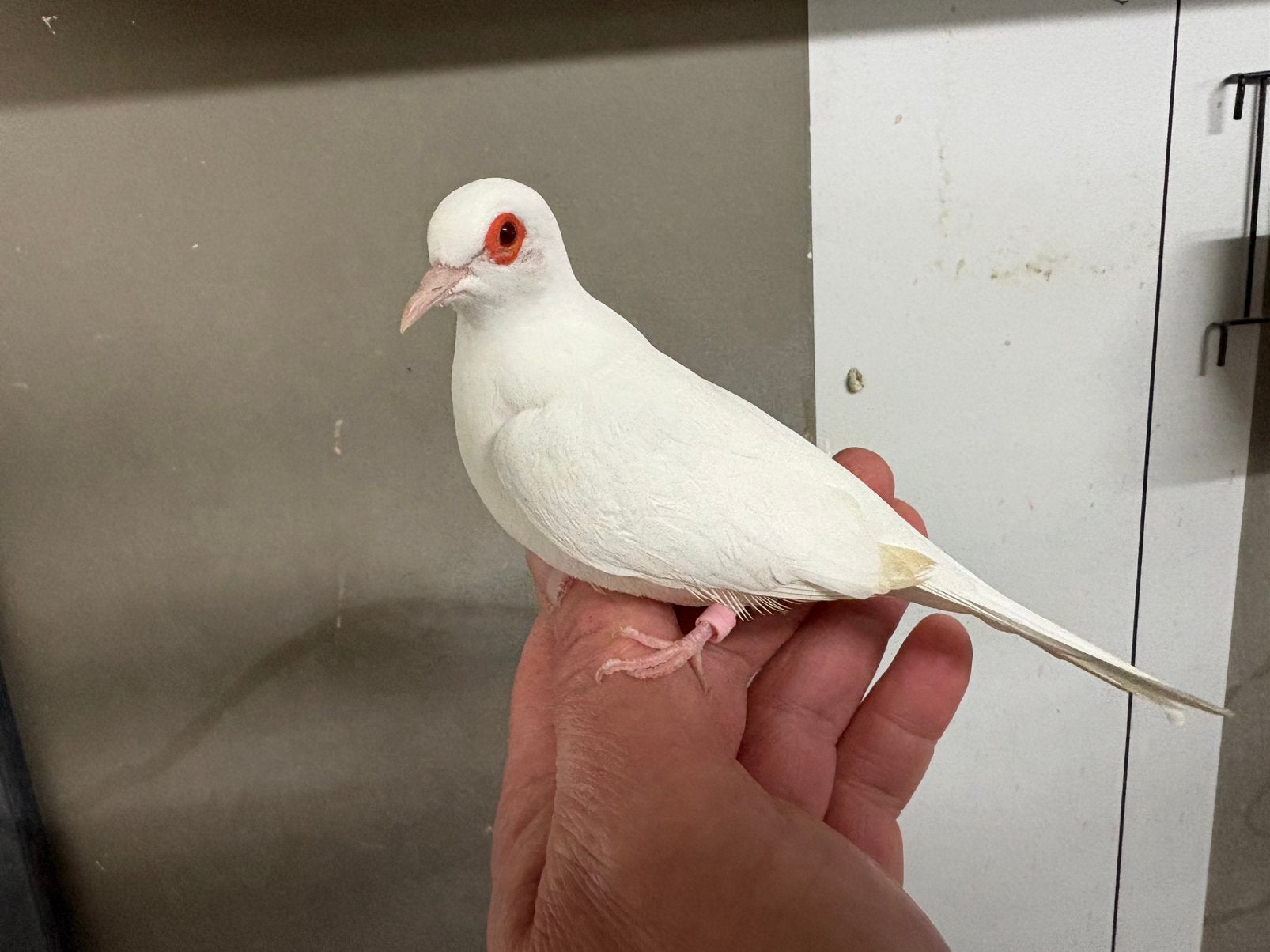 DF witstuit topaas bruin (snowwhite) diamantduiven, Meerdere dieren