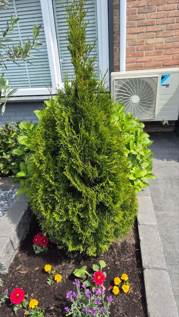 2 Levensboomen (Thuja) - Groenblijvende Conifeer, Ophalen of Verzenden, Bloeit niet, Overige soorten, Volle zon